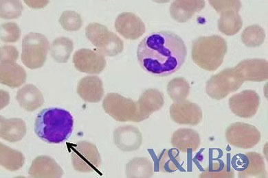 陕西瑞氏吉姆萨染色