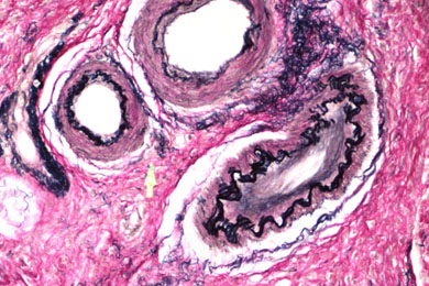 陕西弹力纤维染色