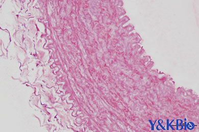 陕西茜素红染色