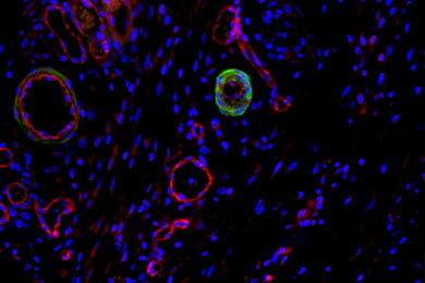 陕西免疫荧光双标