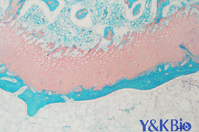 陕西番红固绿染色