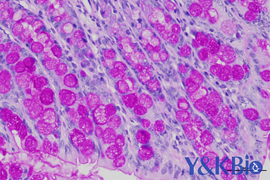 陕西糖原PAS染色