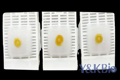 陕西瑞士肠卷石蜡包埋