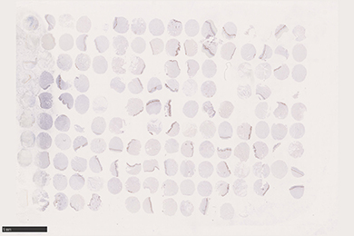 陕西组织芯片切片