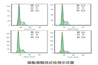 陕西流式细胞周期