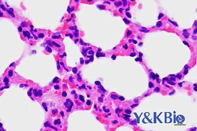 陕西HE染色服务