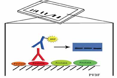 陕西Western Blot服务