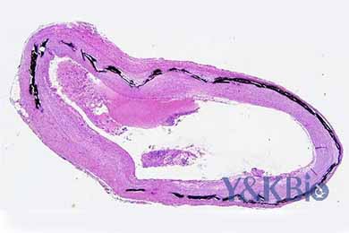陕西Von Kossa染色
