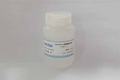 陕西10×Western转膜缓冲液