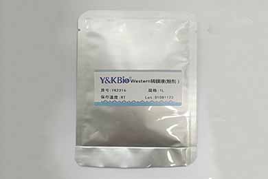 陕西Western转膜液干粉