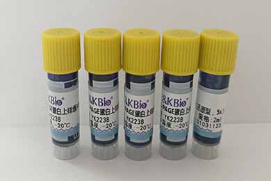 陕西SDS-PAGE蛋白上样缓冲液（还原型，5x）