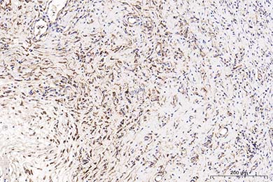 陕西Anti-CD34 Antibody [SI16-01]