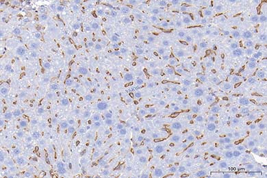 陕西Anti-CD44 Antibody [JE64-01]