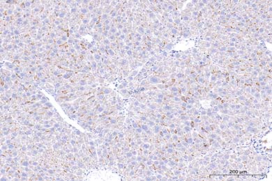 陕西F4/80 Recombinant Antibody [PSH01-87] - Rat IgG1 (Chimeric)