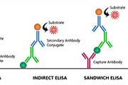 陕西酶联免疫吸附测定（ELISA）技术：原理、方法与问题解析